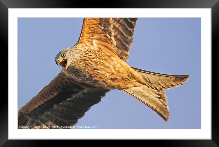 Very Vocal Red Kite In Flight Framed Mounted Print by Ste Jones
