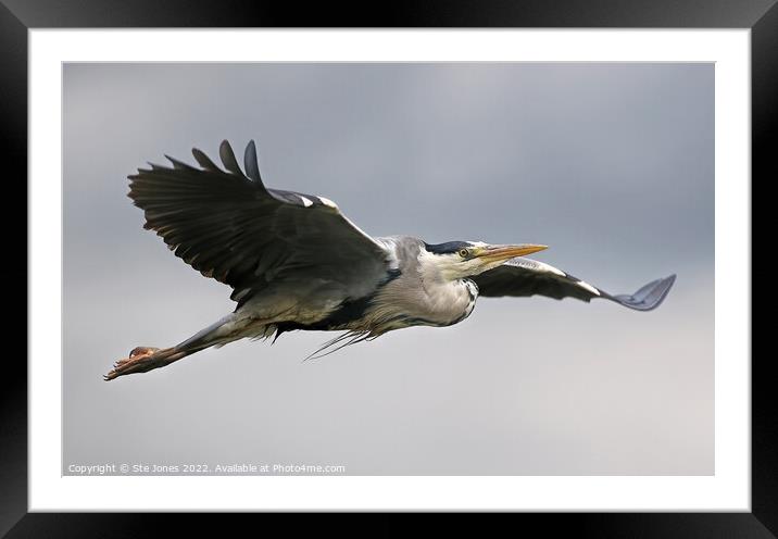 Grey Heron In Flight Over A River Near Ilkley Moor Yorkshire Framed Mounted Print by Ste Jones