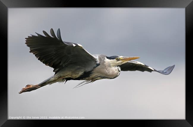 Grey Heron In Flight Over A River Near Ilkley Moor Yorkshire Framed Print by Ste Jones