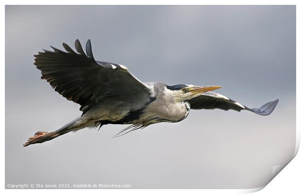 Grey Heron In Flight Over A River Near Ilkley Moor Yorkshire Print by Ste Jones
