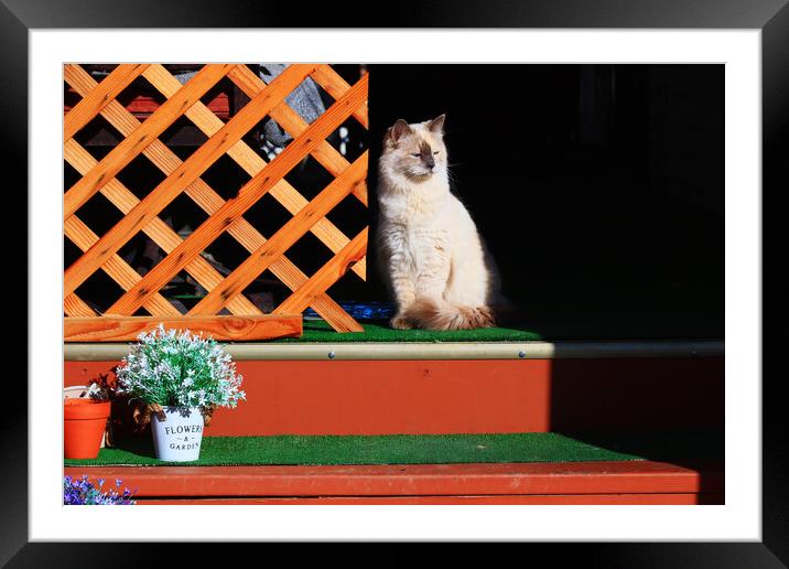 Cat on Steps Framed Mounted Print by Tony Mumolo