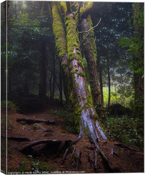 Foggy forest with fallen tree Canvas Print by Paulo Rocha