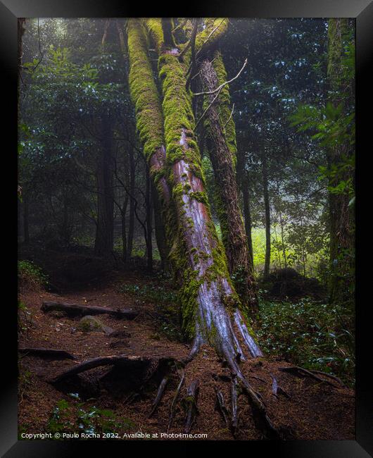 Foggy forest with fallen tree Framed Print by Paulo Rocha