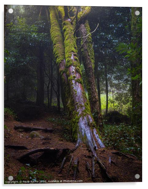 Foggy forest with fallen tree Acrylic by Paulo Rocha