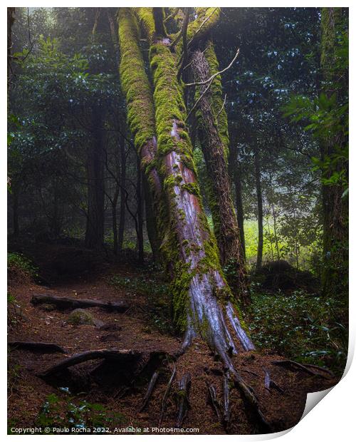 Foggy forest with fallen tree Print by Paulo Rocha