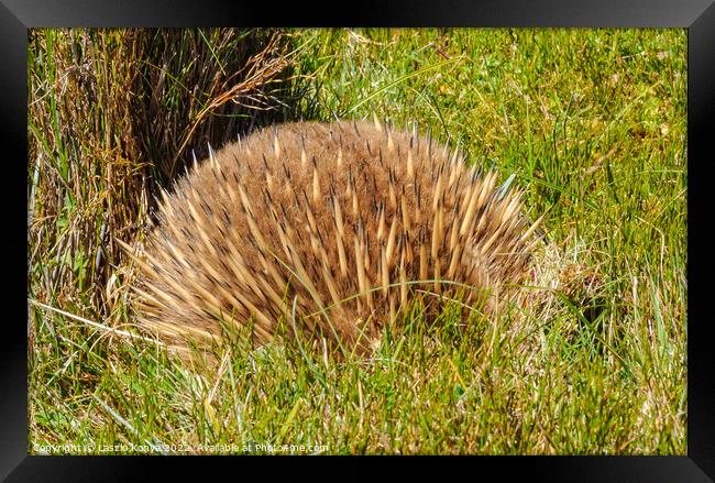 Echidna - Cradle Mountain Framed Print by Laszlo Konya