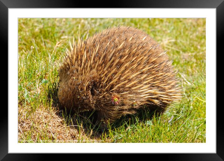 Echidna - Cradle Mountain Framed Mounted Print by Laszlo Konya