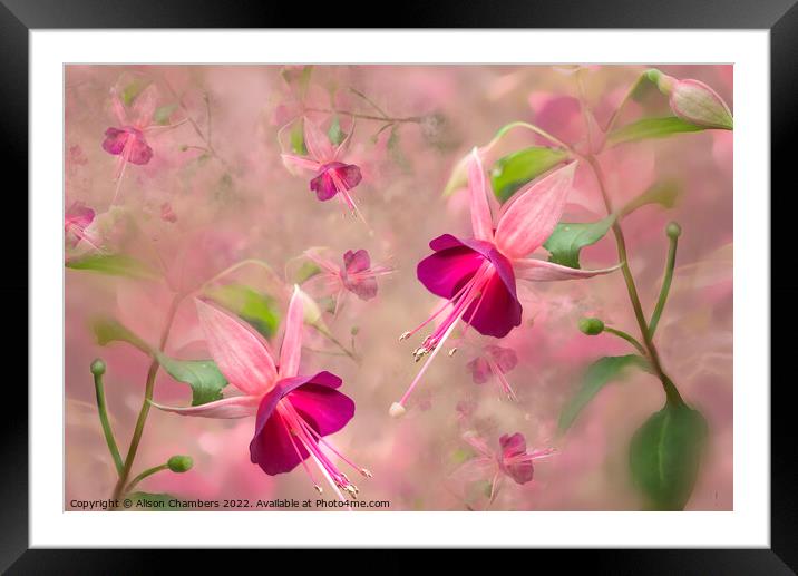 Pretty Fuchsias Framed Mounted Print by Alison Chambers