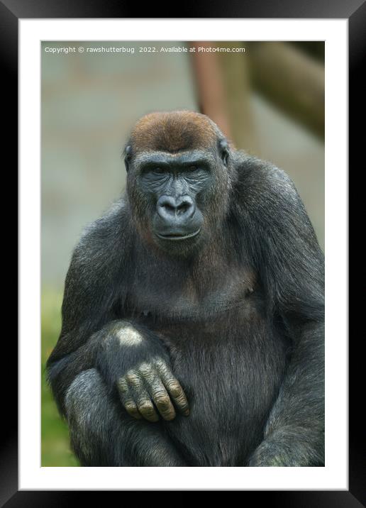 Gorilla Lope Pose Framed Mounted Print by rawshutterbug 