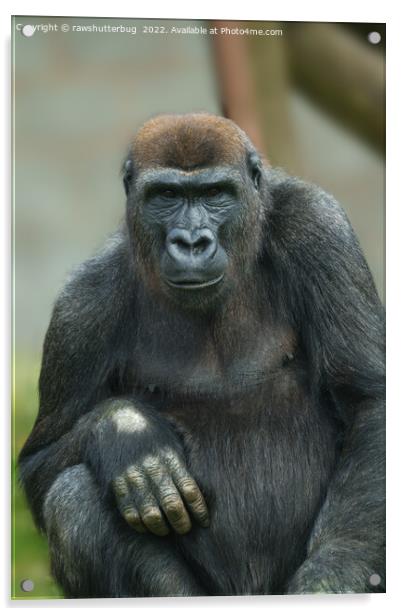 Gorilla Lope Pose Acrylic by rawshutterbug 