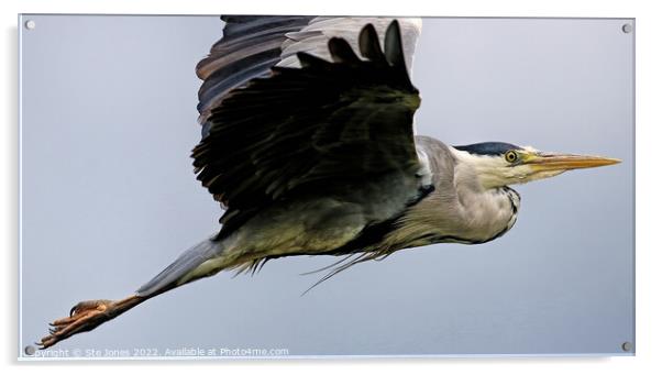 Grey Heron In Flight Acrylic by Ste Jones