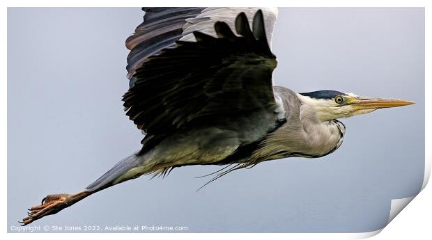 Grey Heron In Flight Print by Ste Jones