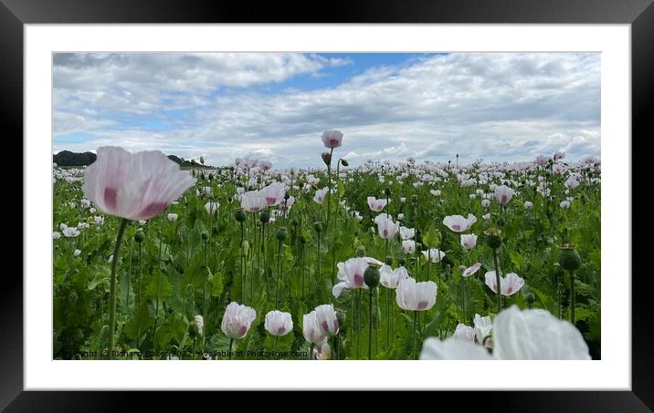 Outdoor poppy field Framed Mounted Print by Richard Baker