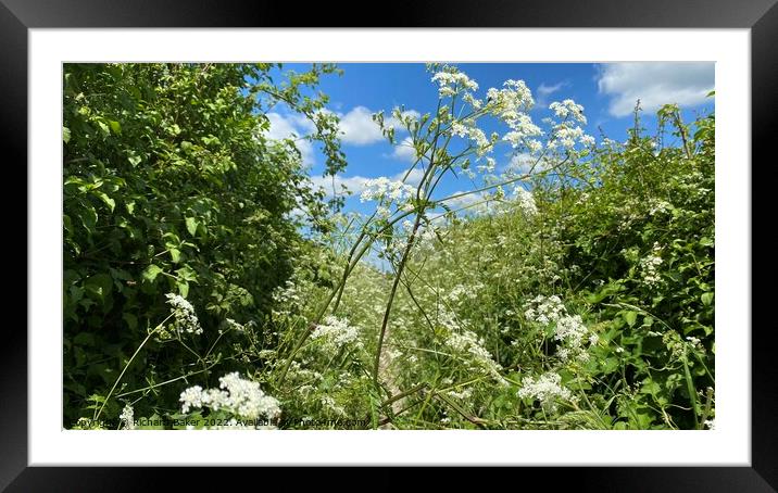Over grown footpath in summer Framed Mounted Print by Richard Baker