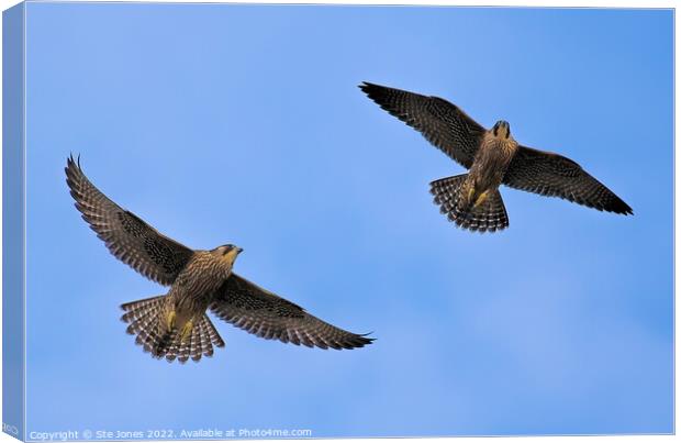 Peregrine Falcons In Flight Canvas Print by Ste Jones