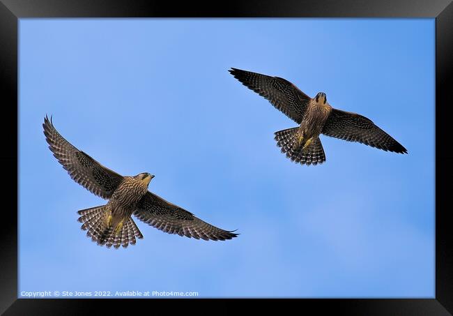 Peregrine Falcons In Flight Framed Print by Ste Jones