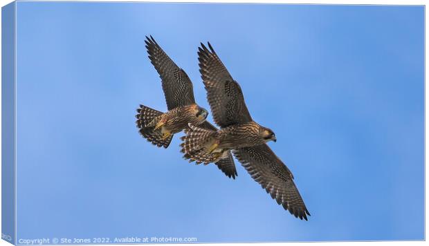 Peregrine Falcons In Flight Canvas Print by Ste Jones