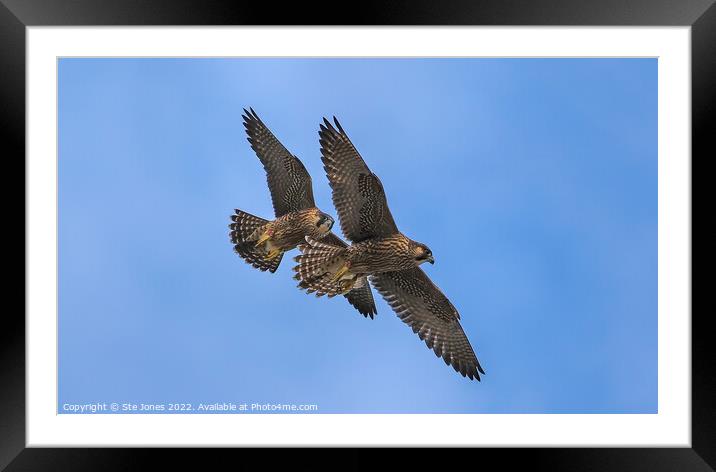 Peregrine Falcons In Flight Framed Mounted Print by Ste Jones