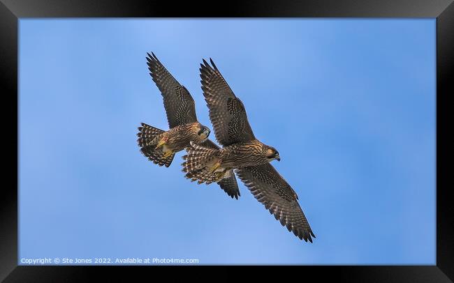 Peregrine Falcons In Flight Framed Print by Ste Jones