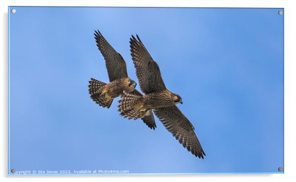 Peregrine Falcons In Flight Acrylic by Ste Jones
