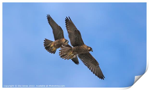 Peregrine Falcons In Flight Print by Ste Jones