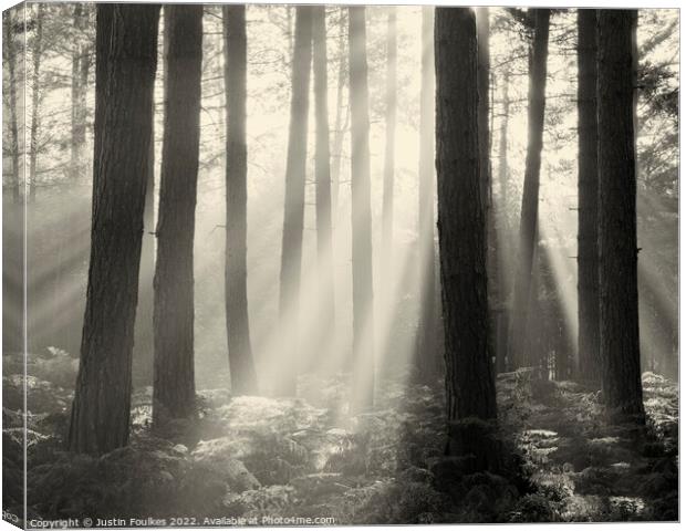 Forest Sunbeams Sepia Canvas Print by Justin Foulkes