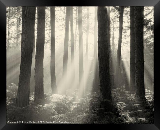 Forest Sunbeams Sepia Framed Print by Justin Foulkes