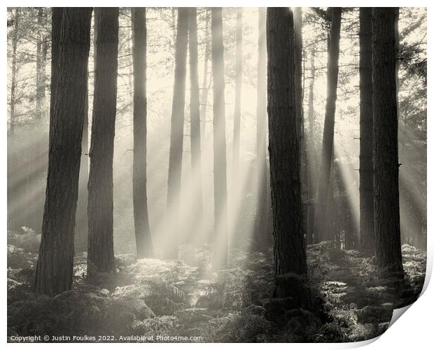 Forest Sunbeams Sepia Print by Justin Foulkes