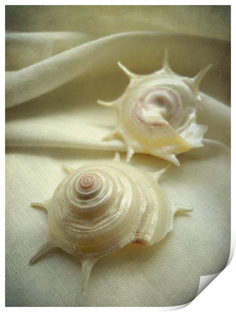 seashell study 3 Print by Heather Newton