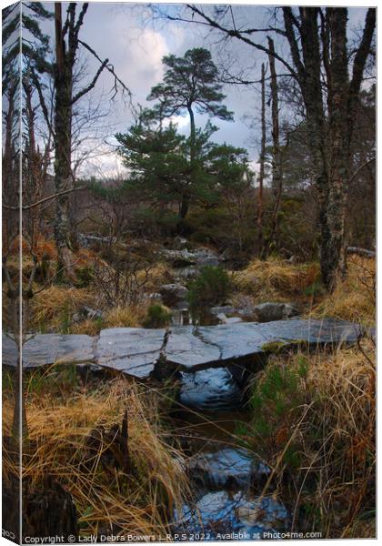 Pine in the Middle  Canvas Print by Lady Debra Bowers L.R.P.S