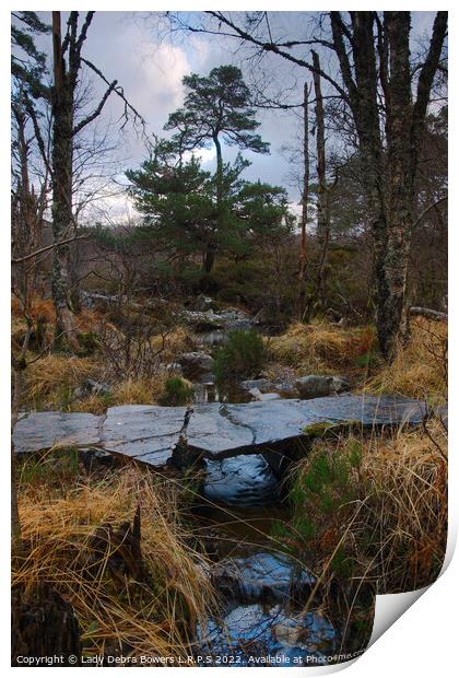 Pine in the Middle  Print by Lady Debra Bowers L.R.P.S