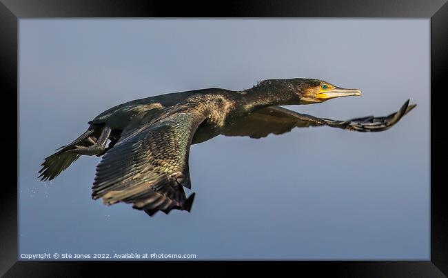 Cormorant In Flight Framed Print by Ste Jones