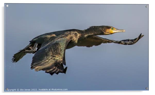 Cormorant In Flight Acrylic by Ste Jones