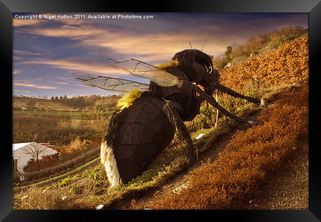 Big Bee Framed Print by Nigel Hatton
