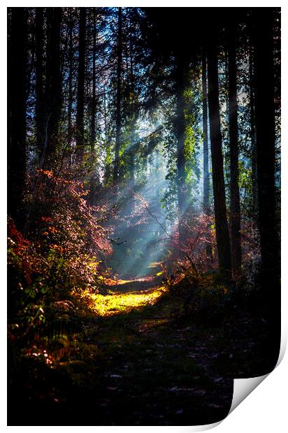  Morning Sun Beams in frosty wood. Print by Maggie McCall