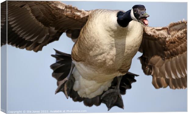 Butterball On Approach Canvas Print by Ste Jones