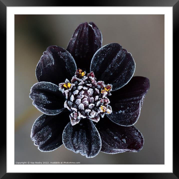 Frost covered Chocolate Cosmos flower Framed Mounted Print by Kay Roxby