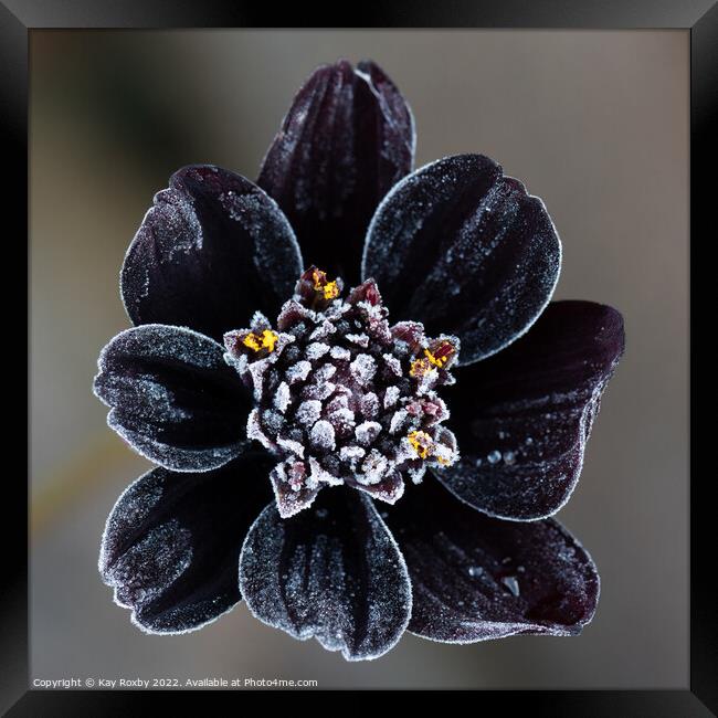 Frost covered Chocolate Cosmos flower Framed Print by Kay Roxby