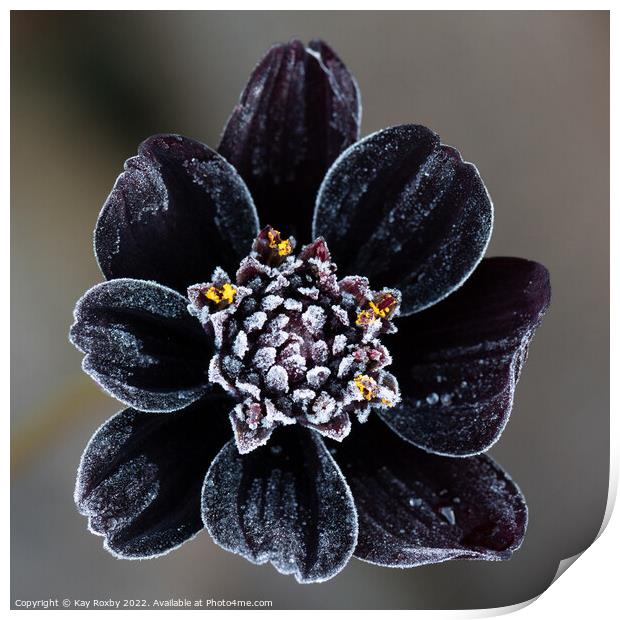 Frost covered Chocolate Cosmos flower Print by Kay Roxby