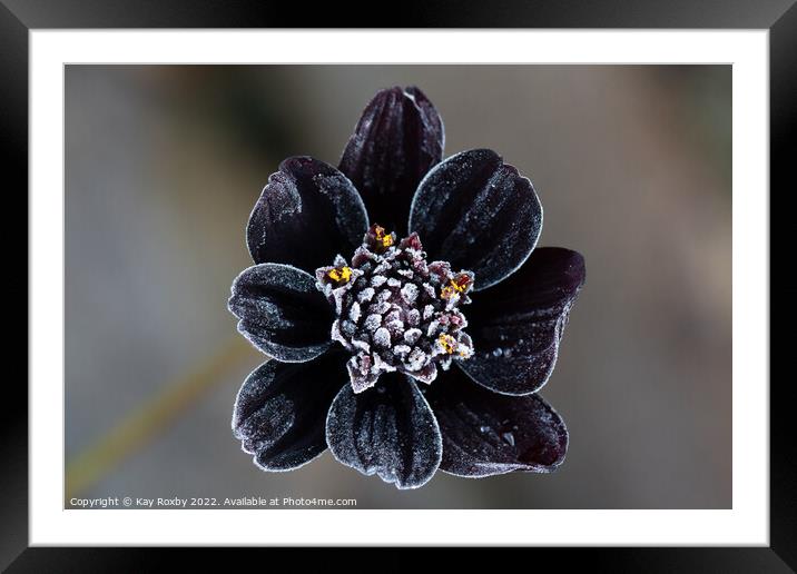 Frost covered Chocolate Cosmos flower Framed Mounted Print by Kay Roxby