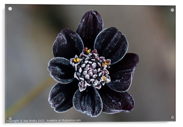 Frost covered Chocolate Cosmos flower Acrylic by Kay Roxby