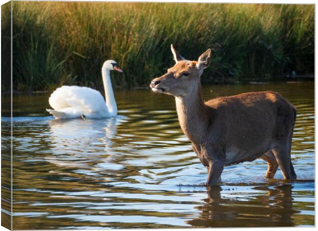Deer And Swan Canvas Print by Clive Eariss