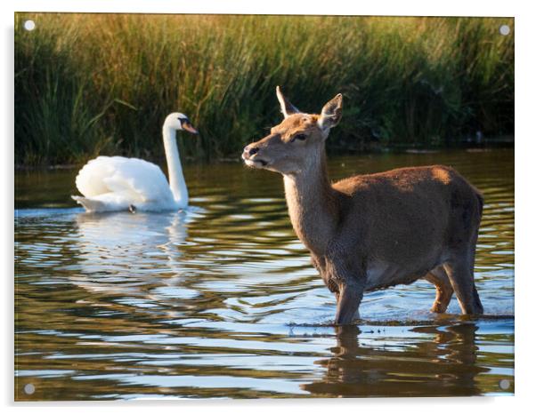 Deer And Swan Acrylic by Clive Eariss