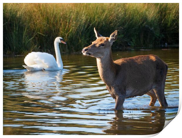 Deer And Swan Print by Clive Eariss