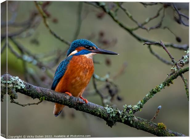 Kingfisher perched on a tree branch Canvas Print by Vicky Outen