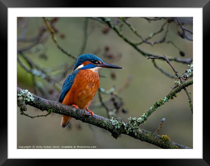 Kingfisher perched on a tree branch Framed Mounted Print by Vicky Outen