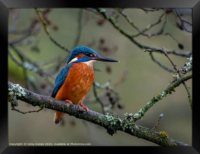 Kingfisher perched on a tree branch Framed Print by Vicky Outen