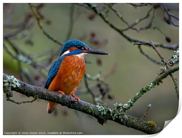 Kingfisher perched on a tree branch Print by Vicky Outen