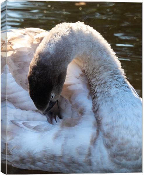 The Swan Canvas Print by Clive Eariss