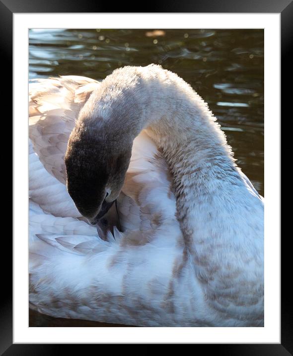 The Swan Framed Mounted Print by Clive Eariss